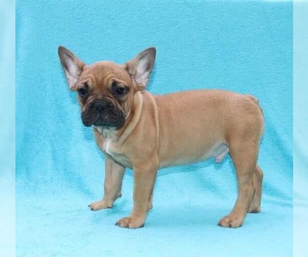 Medium Photo #1 French Bulldog Puppy For Sale in KLEIN, TX, USA
