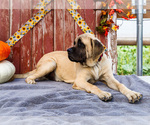 Puppy Darsey Mastiff