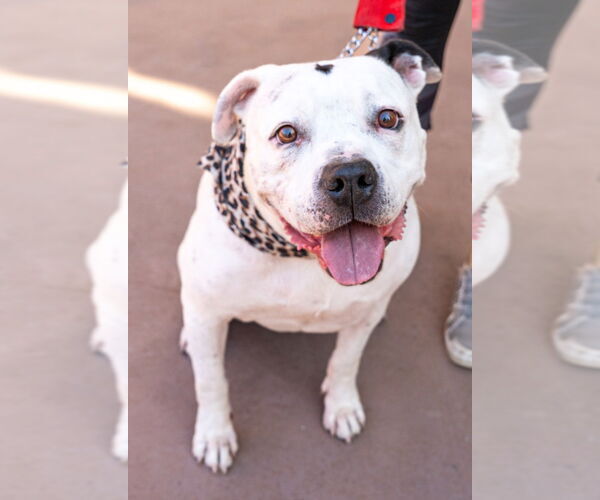 Medium Photo #2 American Staffordshire Terrier Puppy For Sale in Lake Forest, CA, USA