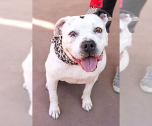 Molly - Adopt Me! - Female American Staffordshire Terrier Dog for Adoption - Photo #2