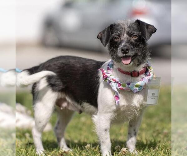 Medium Photo #19 Jack Russell Terrier-Unknown Mix Puppy For Sale in San Diego, CA, USA