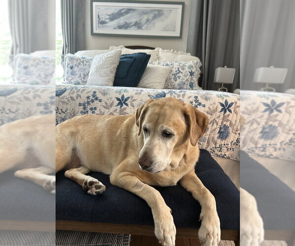 Medium Photo #7 Labrador Retriever Puppy For Sale in Mooresville, NC, USA