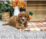 Arrow - Male Cavapoo (Miniature) Puppy for Sale - Photo #4