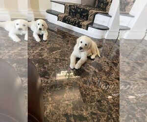 Golden Retriever Puppy for sale in ELMONT, NY, USA