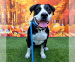 Small #1 American Pit Bull Terrier Mix