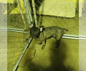 Faux Frenchbo Bulldog Dogs for adoption in Bonifay, MO, USA