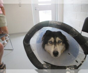 Siberian Husky Dogs for adoption in Ocala, FL, USA