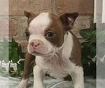Small #1 Boston Terrier