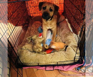 Saint Pyrenees Dogs for adoption in Princeton, MN, USA