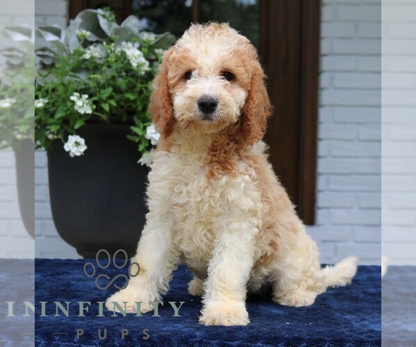 Medium Photo #4 Goldendoodle Puppy For Sale in NARVON, PA, USA