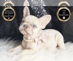 Puppy Mercedes AKC French Bulldog