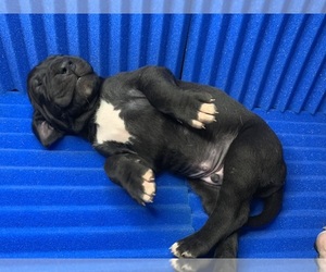 Great Dane Puppy for sale in RHODHISS, NC, USA