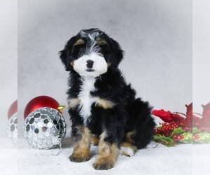 Bernedoodle-Poodle (Miniature) Mix Puppy for sale in DALTON, OH, USA