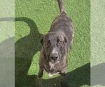 Small #16 Dutch Shepherd -Labrador Retriever Mix