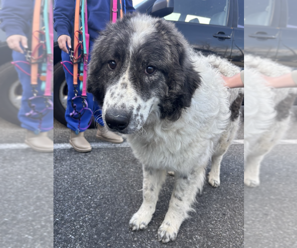 Medium Photo #4 Great Pyrenees-Unknown Mix Puppy For Sale in Brooklyn, NY, USA