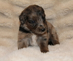 Small #3 Australian Shepherd