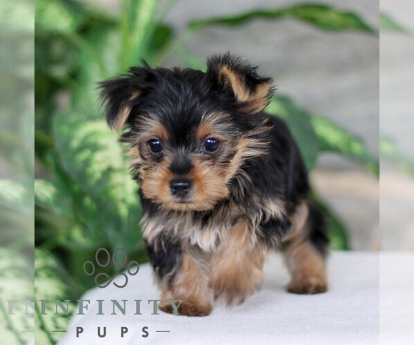 Medium Photo #4 Yorkshire Terrier Puppy For Sale in LITITZ, PA, USA