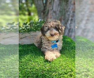 Poodle (Miniature) Puppy for sale in INDIANAPOLIS, IN, USA