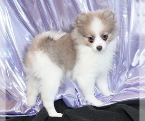 Pomeranian Dog for Adoption in ROCK VALLEY, Iowa USA