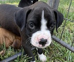 Small Photo #1 Boxer Puppy For Sale in YATES CENTER, KS, USA