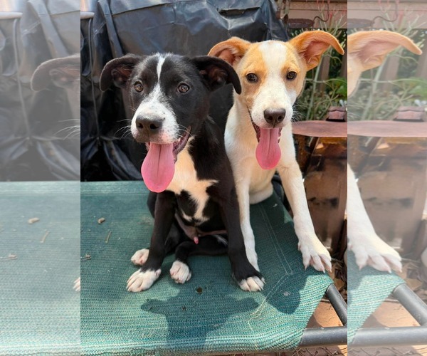 Medium Photo #3 Labrador Retriever-Unknown Mix Puppy For Sale in San Diego, CA, USA
