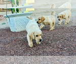 Small #4 Golden Labrador