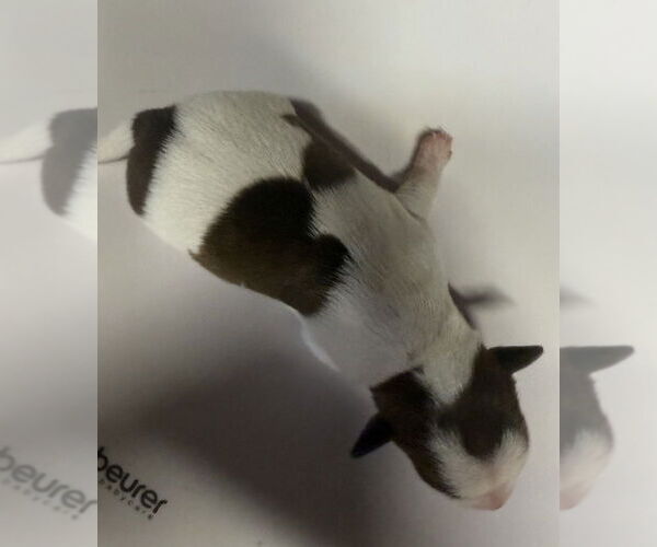 Medium Photo #4 Fox Terrier (Toy) Puppy For Sale in Bolivar, MO, USA