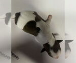 Small #3 Fox Terrier (Toy)
