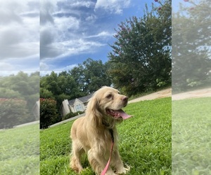 Father of the Cocker Spaniel puppies born on 05/13/2025
