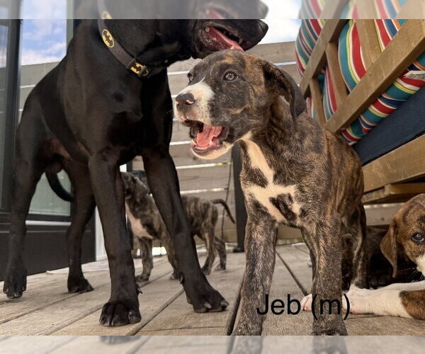 Medium Photo #3 Mutt Puppy For Sale in Wenonah, NJ, USA