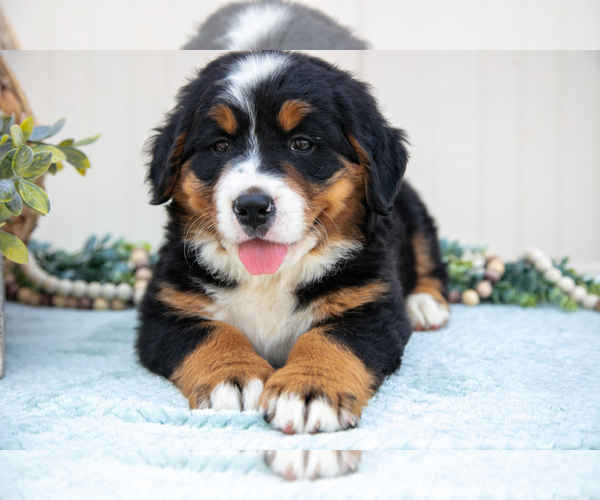 Medium Photo #8 Bernese Mountain Dog Puppy For Sale in BIRD IN HAND, PA, USA