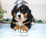Small Photo #8 Bernese Mountain Dog Puppy For Sale in BIRD IN HAND, PA, USA