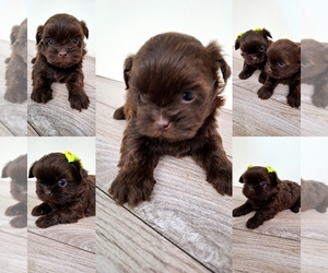 Shih Tzu Puppy for sale in PALM BAY, FL, USA