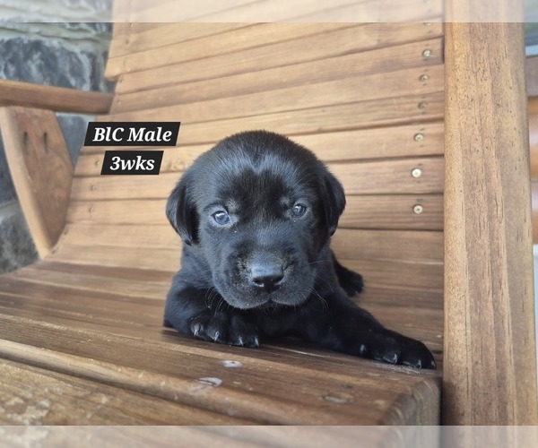 Medium Photo #7 Labrador Retriever Puppy For Sale in EDGEWOOD, TX, USA
