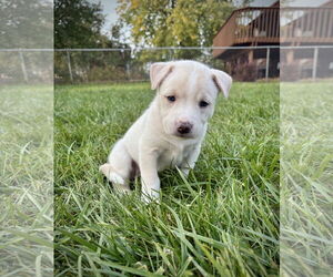 Huskies -Unknown Mix Dogs for adoption in Duluth, MN, USA