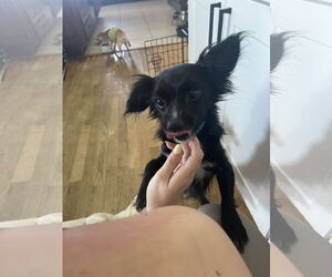 River - Male Chion Dog for Adoption - Photo #7