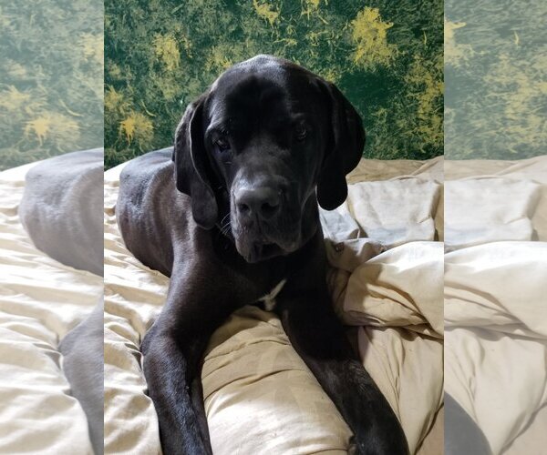 Medium Photo #2 Fila Brasileiro Puppy For Sale in Jasper, AL, USA