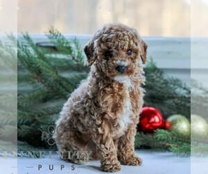 Cavapoo Puppy for sale in LITITZ, PA, USA