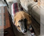 Small #1 Great Pyrenees Mix