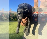 Puppy Yellow Girl Cane Corso