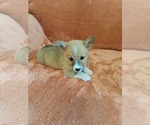 Small #1 Pembroke Welsh Corgi