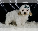 Small #3 Maltipoo (Miniature)