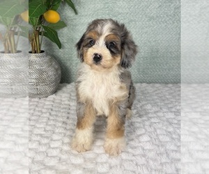 Bernedoodle (Miniature) Puppy for sale in FRANKLIN, IN, USA