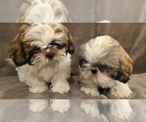 Shih Tzu Puppy for sale in COUNTRY CLUB, MO, USA