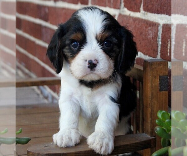 Medium Photo #3 Cavalier King Charles Spaniel Puppy For Sale in LANCASTER, PA, USA
