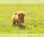Small Photo #6 Miniature Labradoodle Puppy For Sale in NAPPANEE, IN, USA