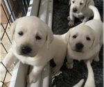 Small Photo #1 Labrador Retriever Puppy For Sale in KITTRELL, NC, USA