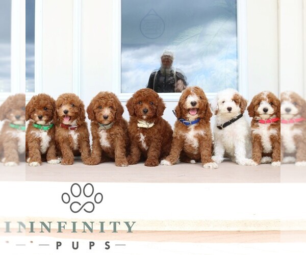 Medium Photo #2 Goldendoodle (Miniature) Puppy For Sale in GORDONVILLE, PA, USA