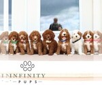 Small #1 Goldendoodle (Miniature)