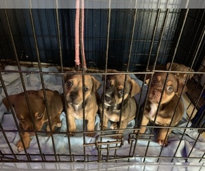 American Pit Bull Terrier-Chihuahua Mix Puppy for sale in ALBANY, GA, USA